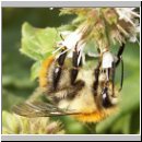 Bombus pascuorum - Ackerhummel 09.jpg